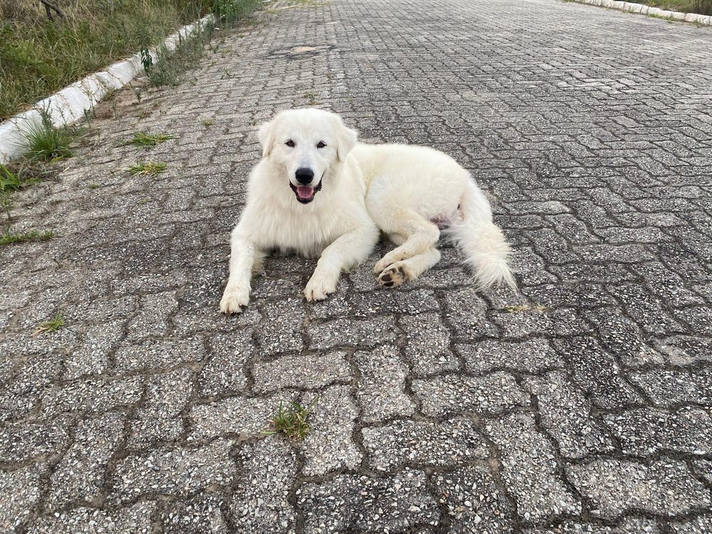 Maremma,Sheepdog,Abruzzi,Lying,On,A,Paved,Street