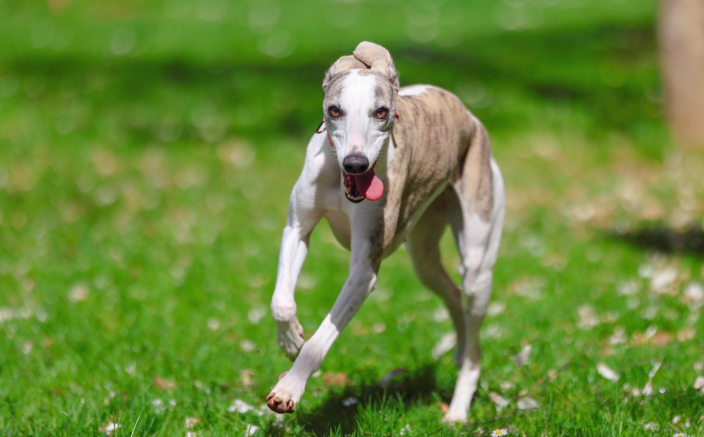 Happy,Greyhound,Running,On,A,Green,Meadow,In,Maksimir,Park,