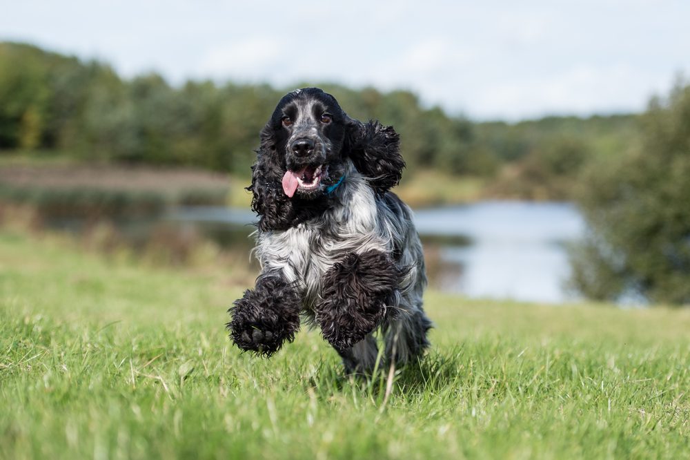 Cocker,Spaniel