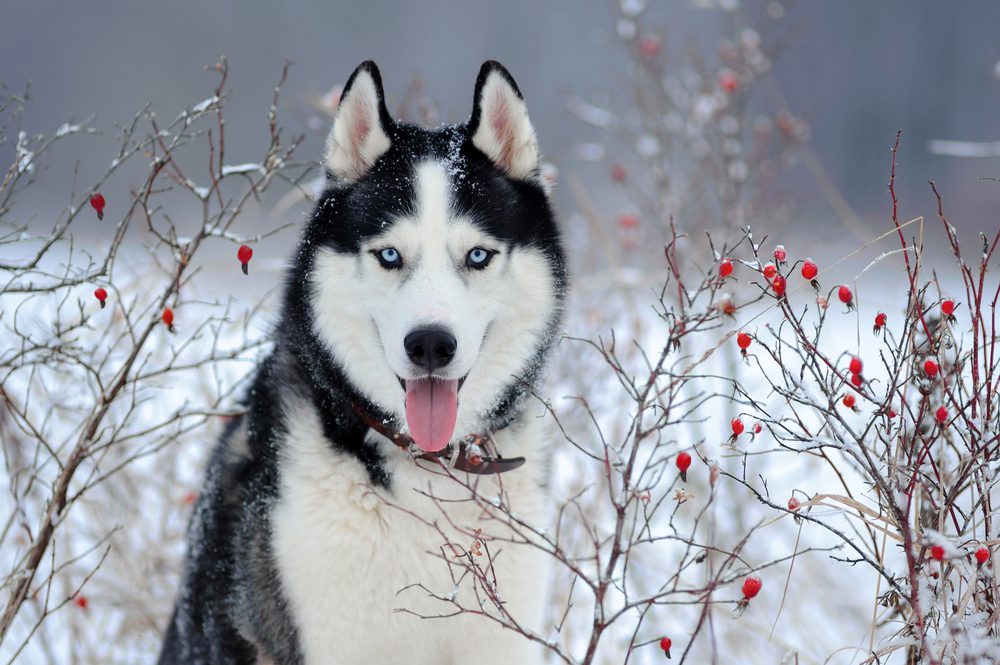 Siberian,Husky,Dog,Black,And,White,Colour,With,Blue,Eyes