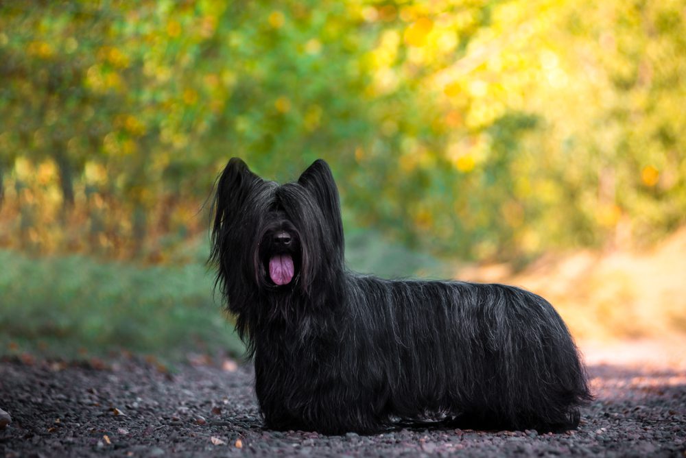 skye terrier sitting in garden