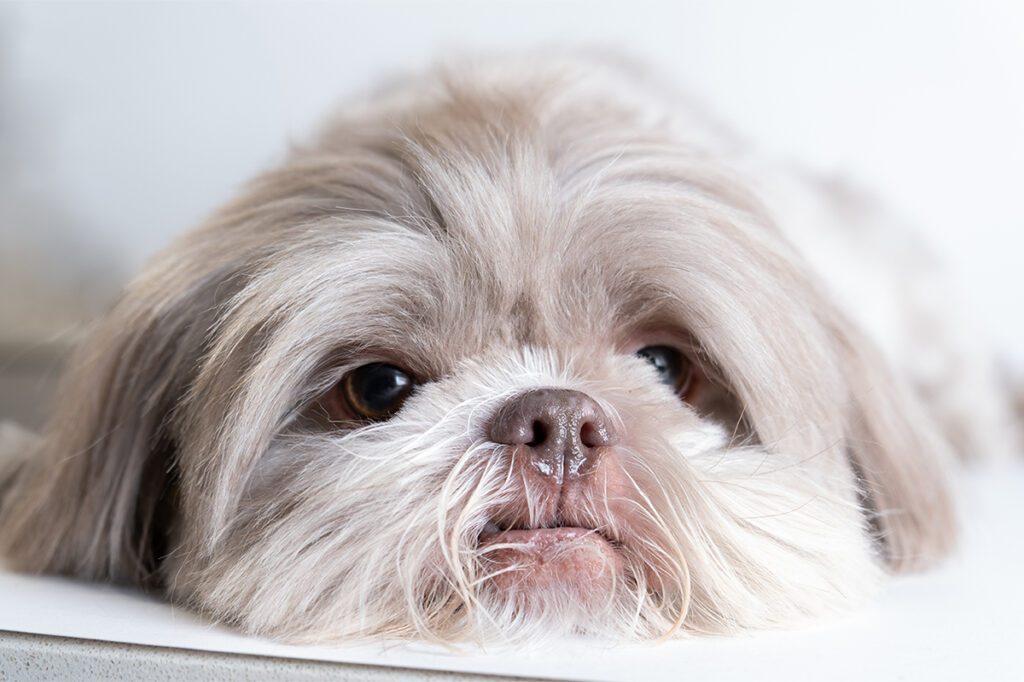 How to Adopt a Shih Tzu