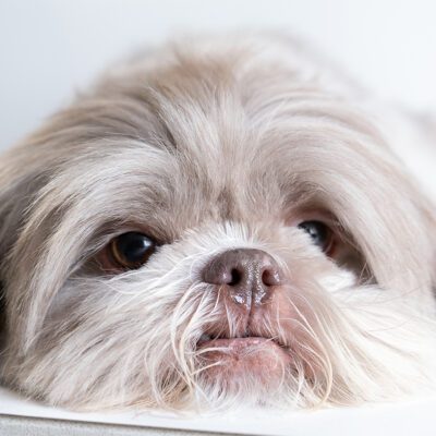 Shih Tzu