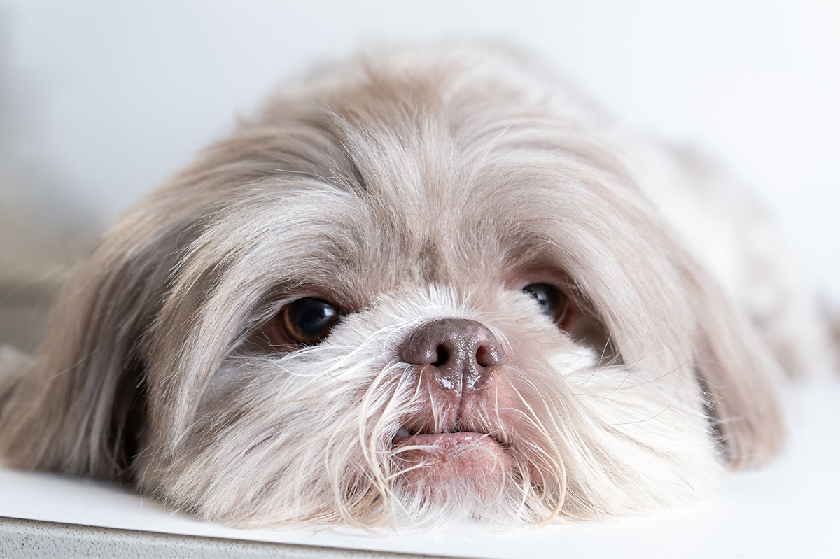 Shih Tzu Adoption Guide