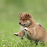 Shiba Inu