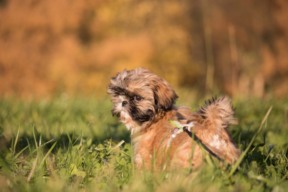 small shih tzu puppy outdoors