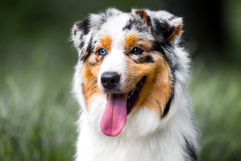 smiling australian shepherd close up