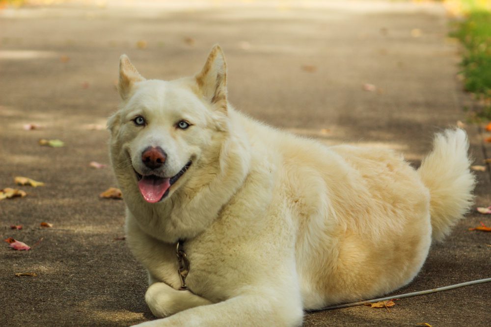 smiling huskita posing in a driveway
