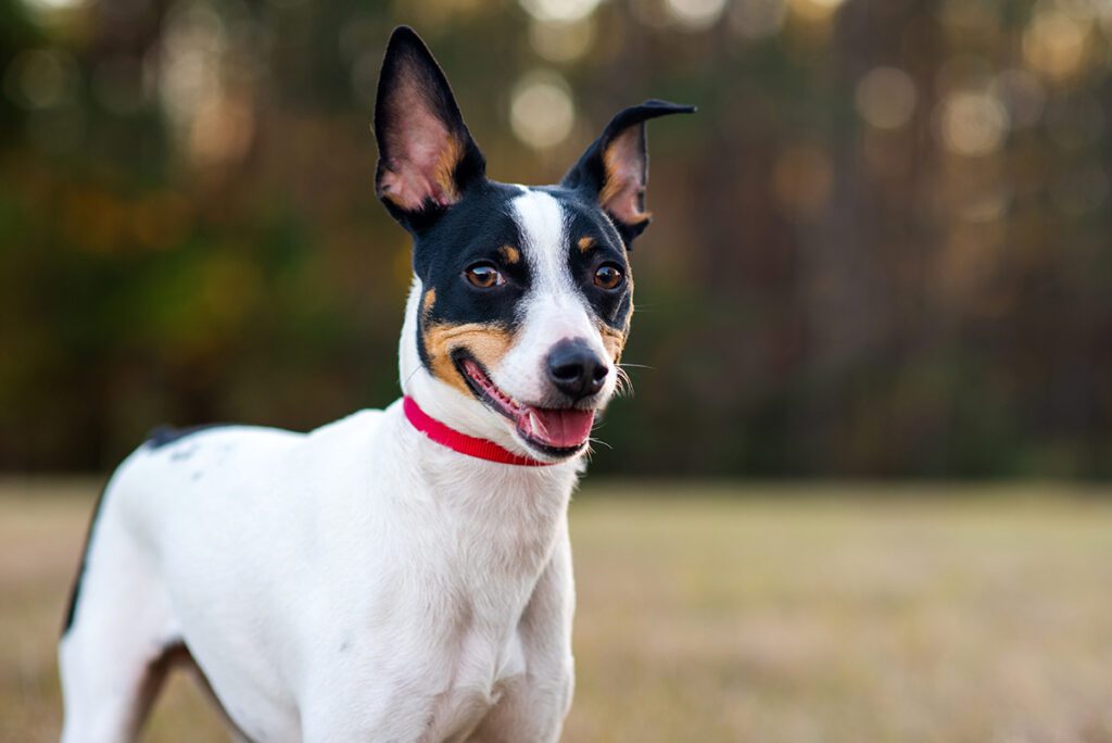 How to Adopt a Rat Terrier