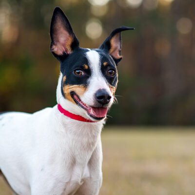 Rat Terrier