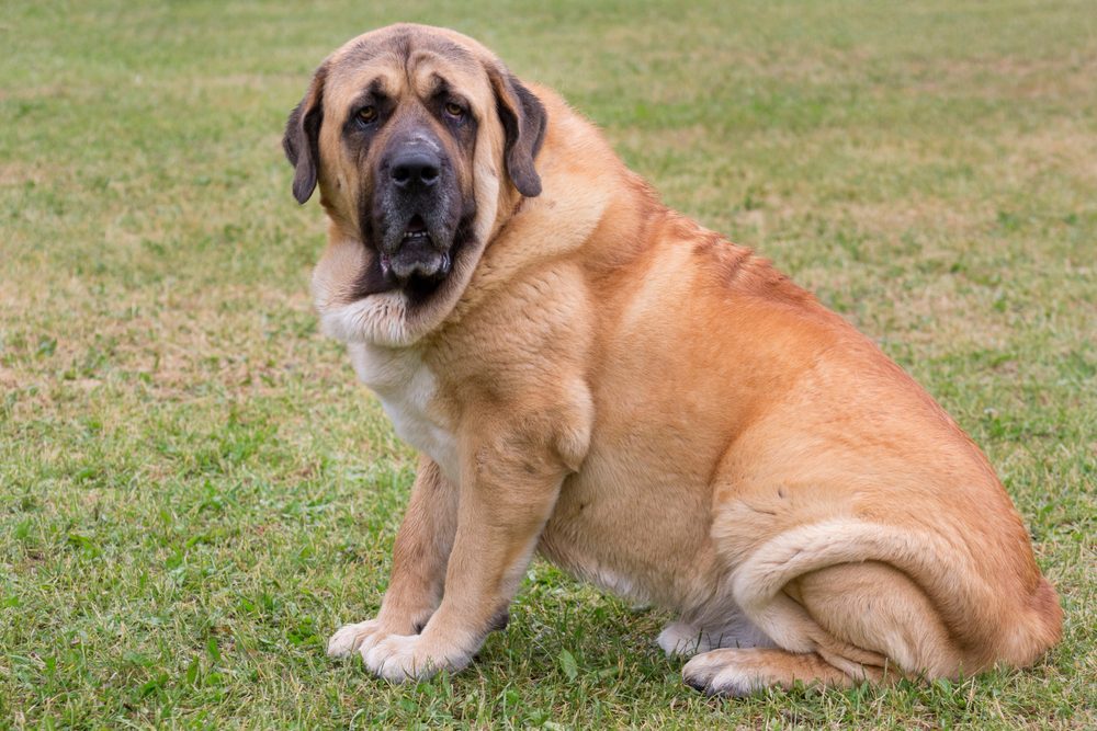 spanish mastiff sitting on grass