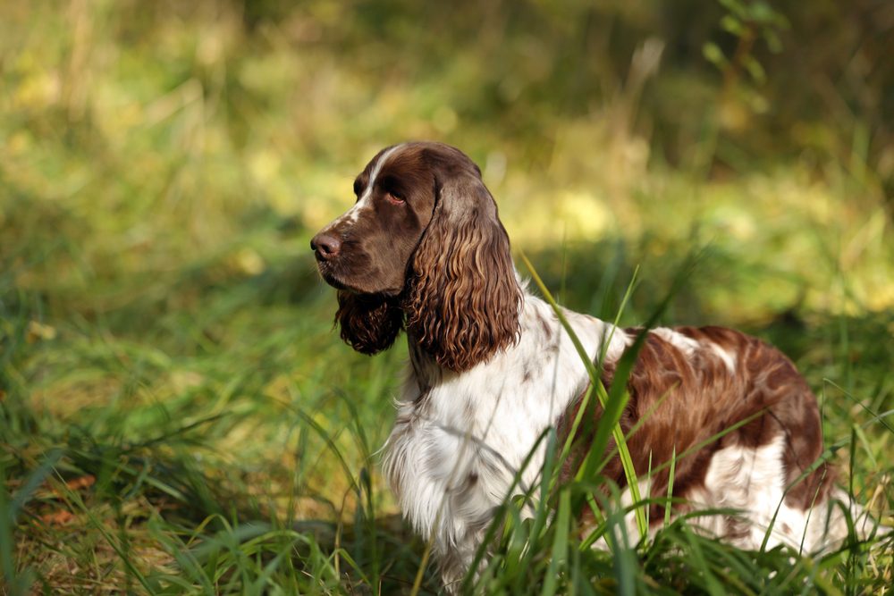 springer spaniel in field