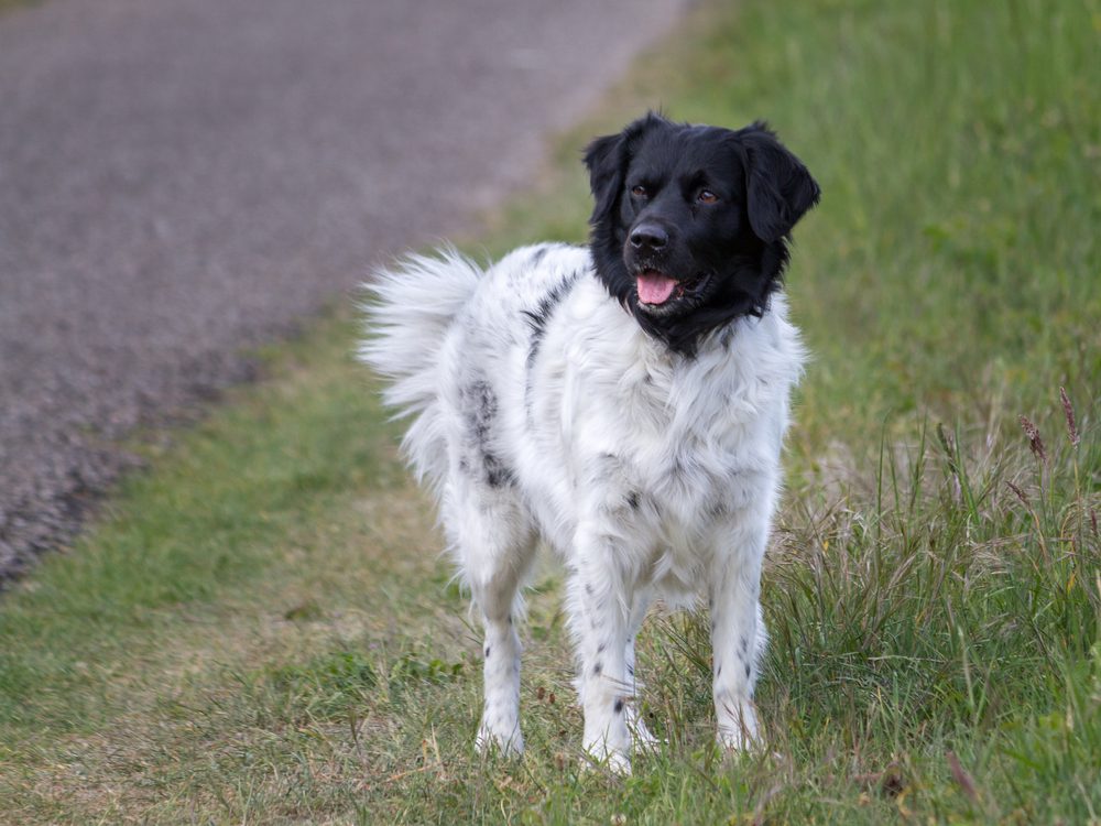 stabyhoun standing outside in grass