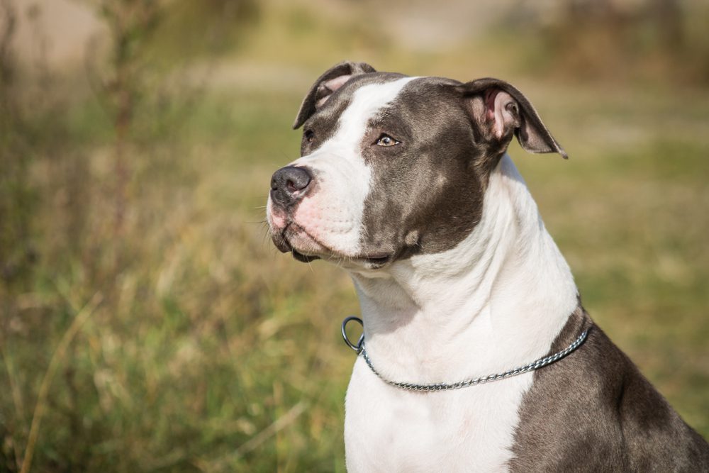 staffordshire bull terrier puppy in leaves