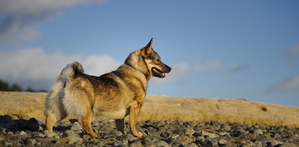 swedish vallhund standing on rocks