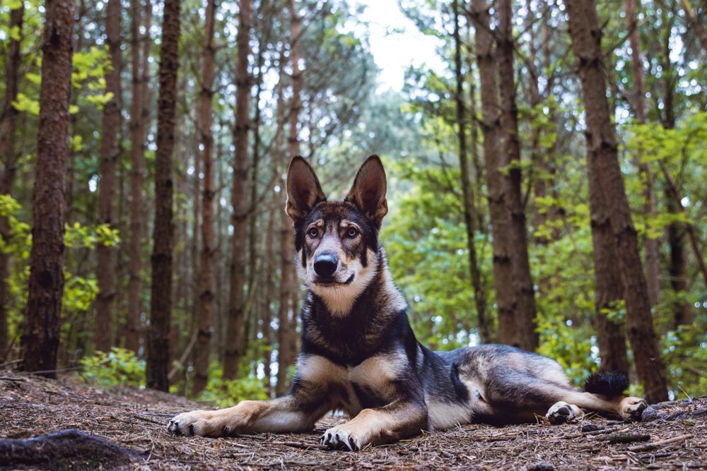 tamaskan laying in the woods
