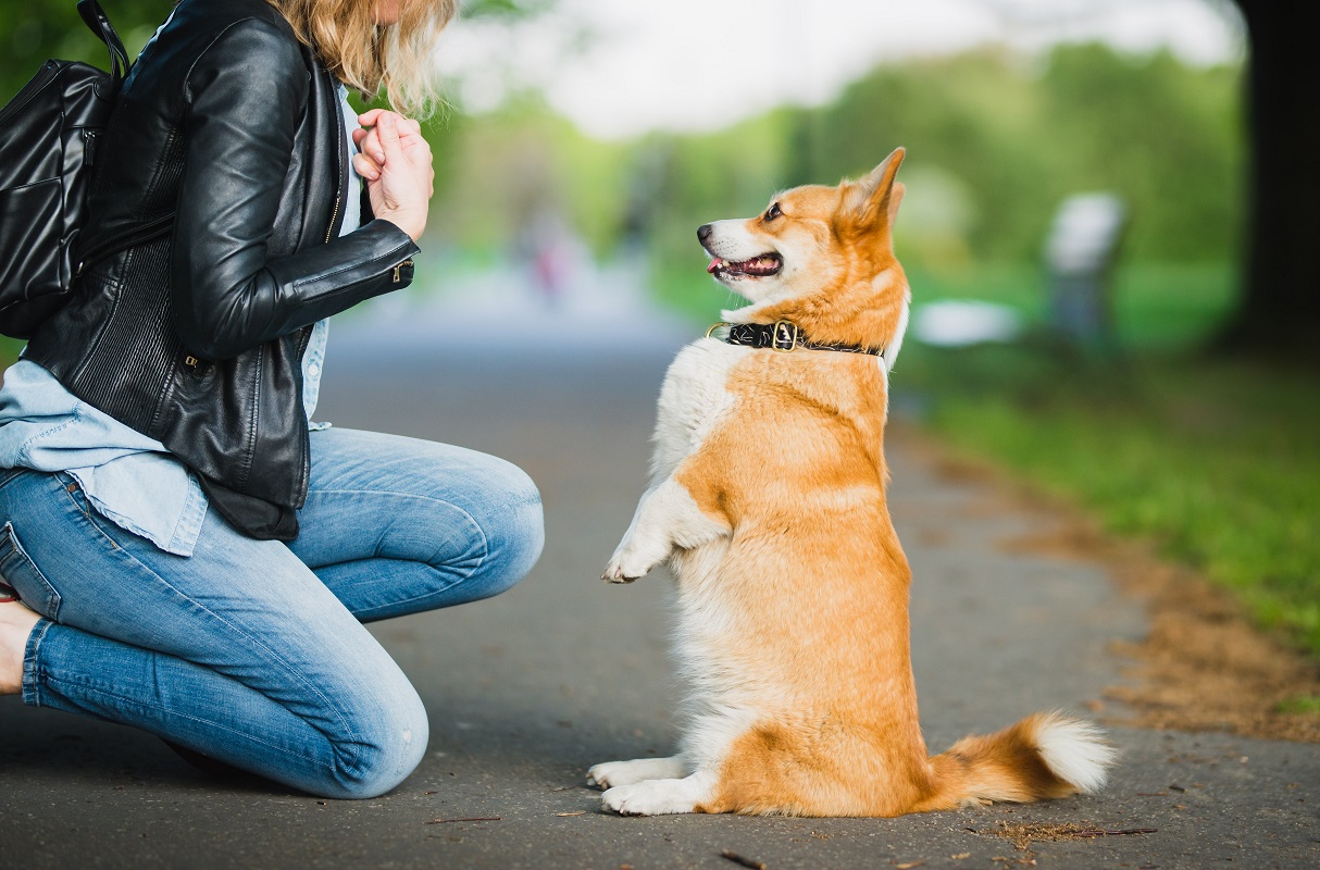 Dog Tricks For Beginners