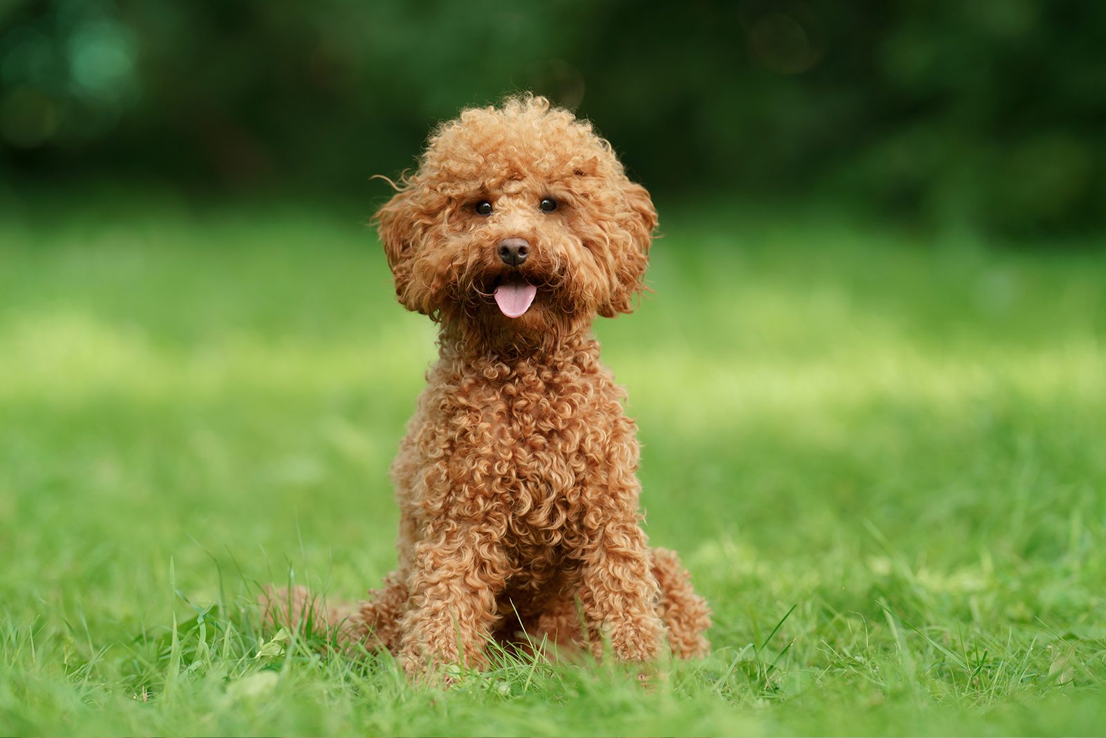 Teacup Poodle Adoption Guide