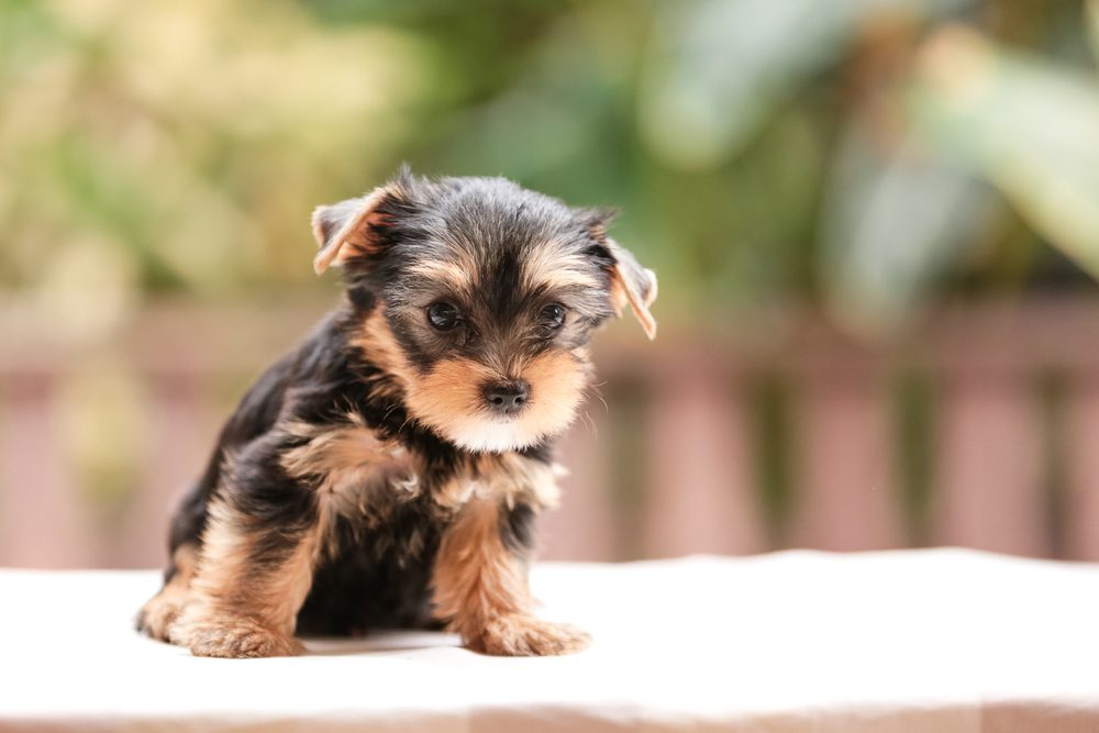 Teacup Yorkie on a ledge