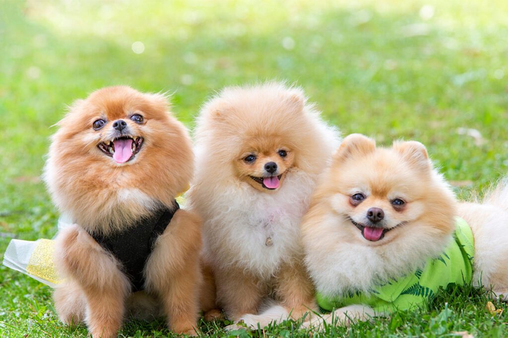 How to Adopt a Pomeranian in Texas