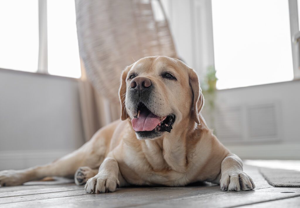 How to Adopt a Labrador Retriever in Texas