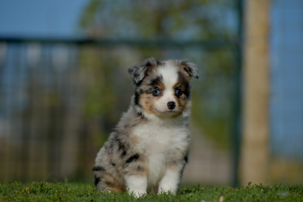 toy australian shepherd puppy sitting