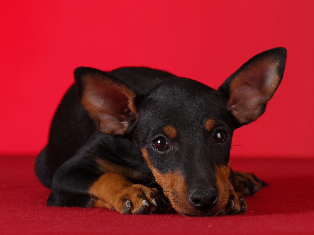 Toy Manchester Terrier