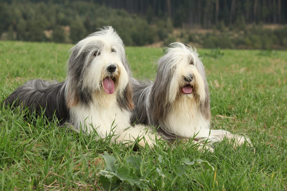 two bearded collies lying in grass