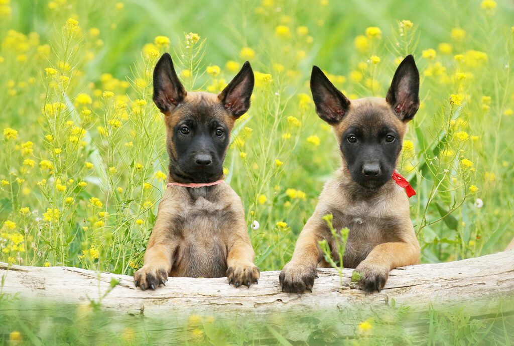 How to Adopt a Belgian Malinois