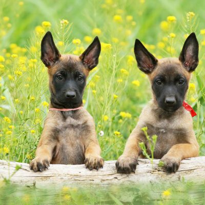 Belgian Malinois