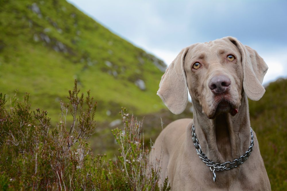 weimaraner stands next to mountain shrub