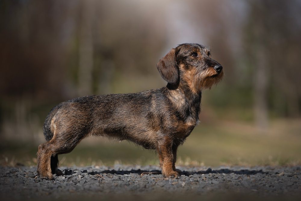 wire haired dachshund