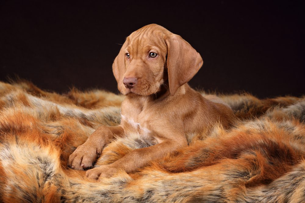 wirehaired vizsla puppy