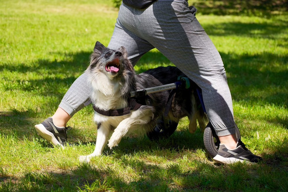 How to Weave Through Legs