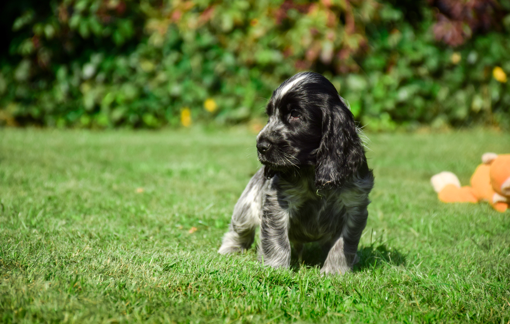 Course Video Thumbnail