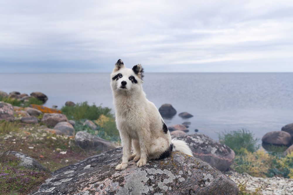 yakutian laika sitting on the shore