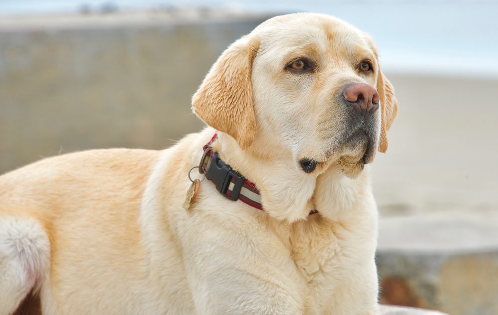 yellow english labrador retriever outside