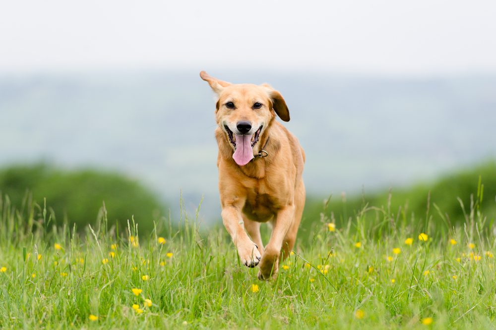 Yellow lab running through a field toward camera