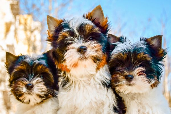 Teacup Yorkshire Terrier Puppy