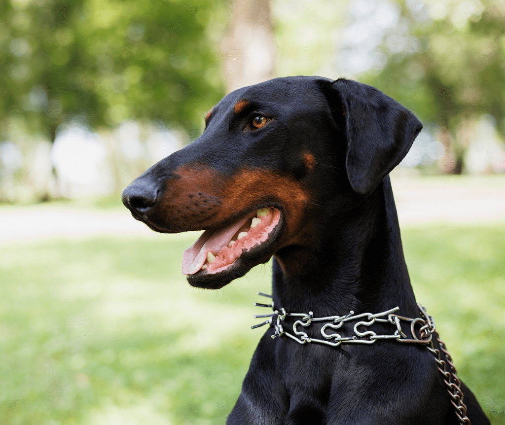 How to Adopt a Doberman