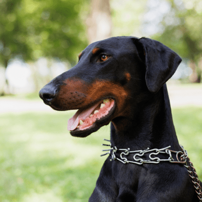 Doberman Pinscher