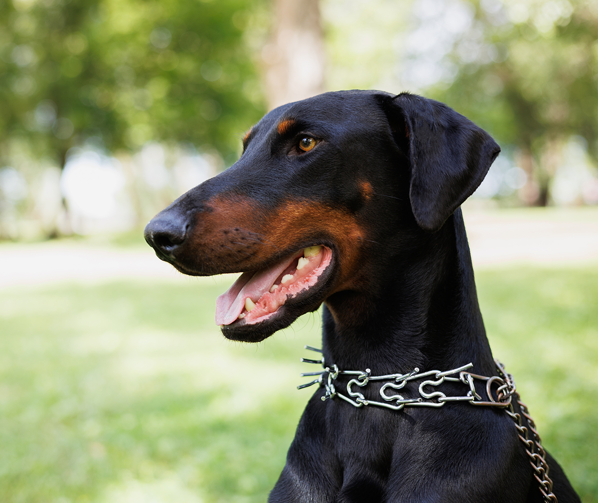 Doberman Adoption Guide
