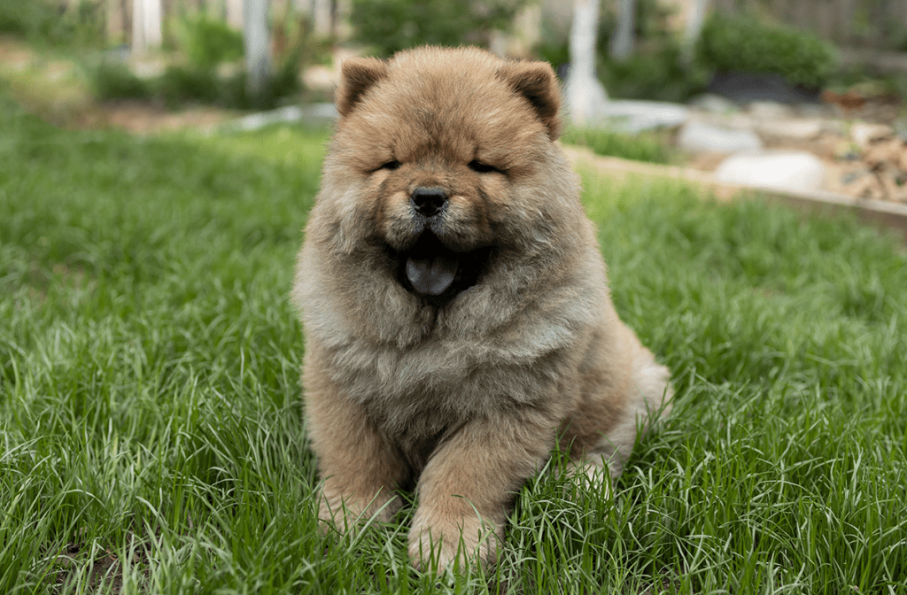 How to Adopt a Chow Chow