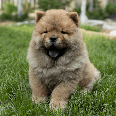 Chow Chow