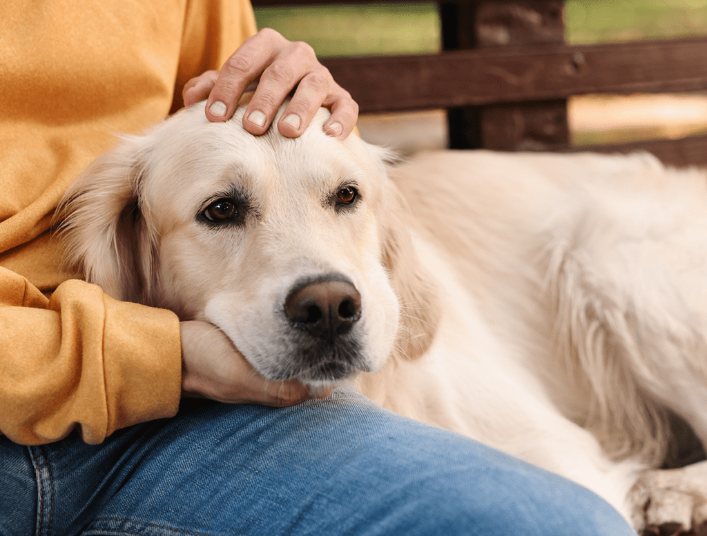 How to Adopt a Golden Retriever