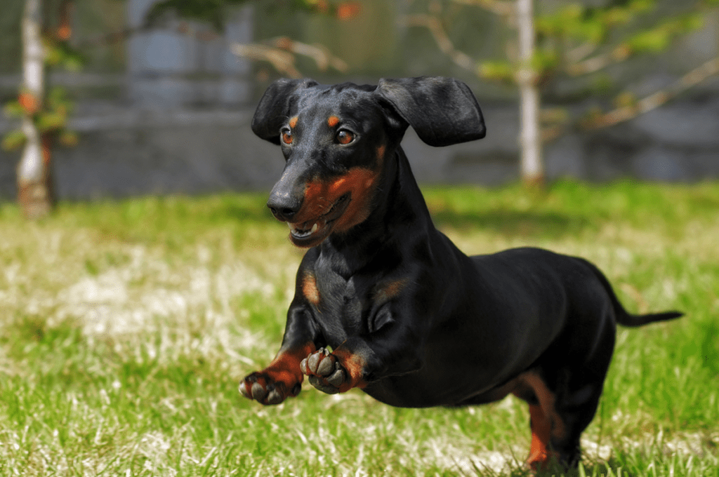 How to Adopt a Dachshund