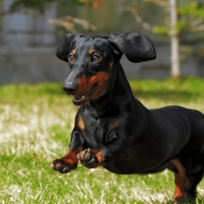 Dachshund