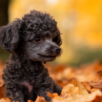 Teacup Poodle